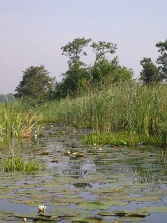 weerribben-water